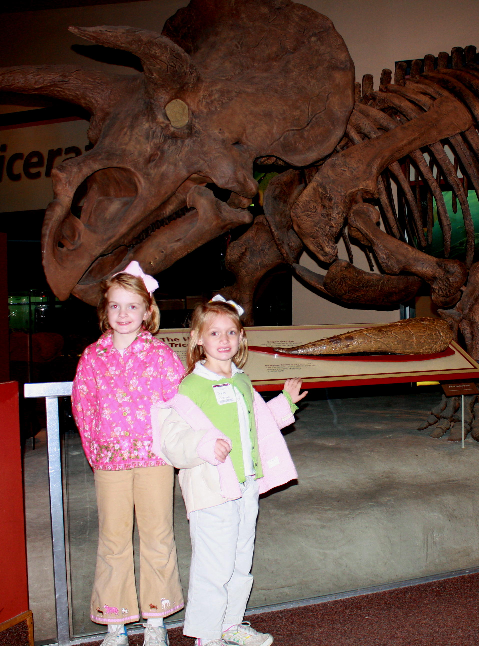 2009_11_05 JC Triceratops.jpg
